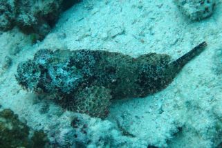 Scorpaenopsis diabolus - Falscher Steinfisch (Buckel-Scorpionfisch, Buckel-Drachenkopf)
